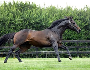 Proisir on target for second sires&rsquo; title