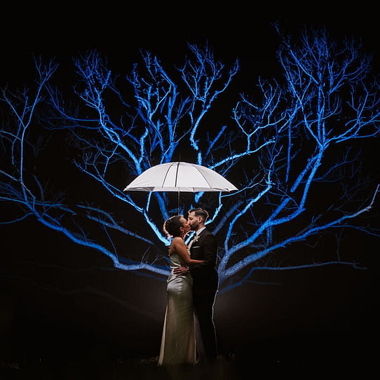 Chestnut Tree at Night