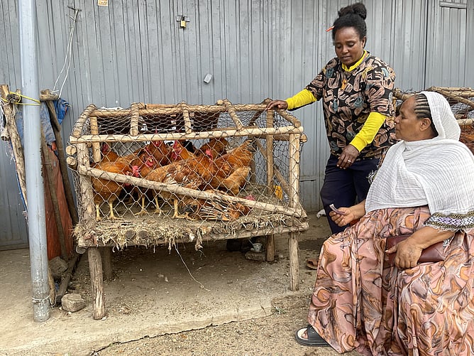 Chicken market.