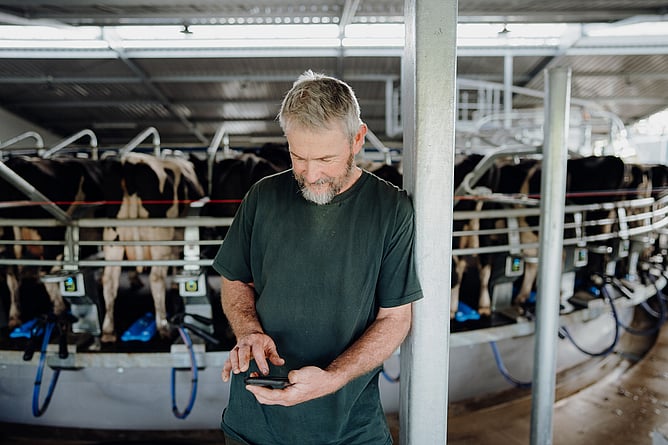 Farmer checking live milk vat volume and temperature on the Agora app during peak milk season