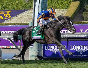 Auguste Rodin colt sells for NZ$930,000 in Japan