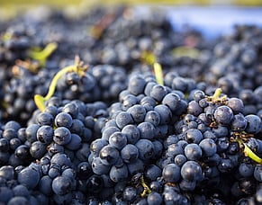When a big vintage is still small - Pinot Noir in a cool climate
