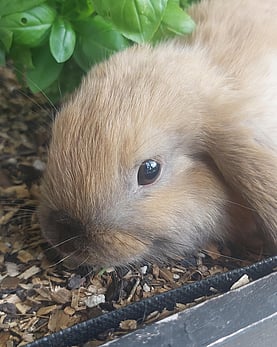 TOFFEE - Available now