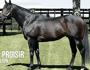 Proisir - An inside look