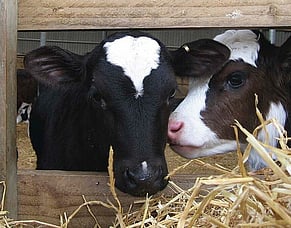 Calf Chronicles Takeaways