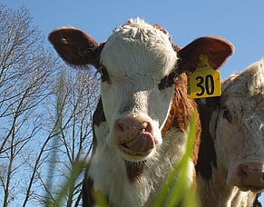 Spring Calving Herds