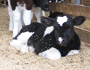Farm focus: Newborn calves - day 1