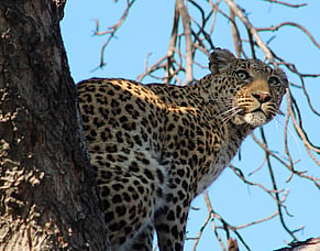 Camp Xakanaxa on the edge of the Okavango Delta