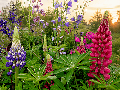 Shop Perennial Flowers