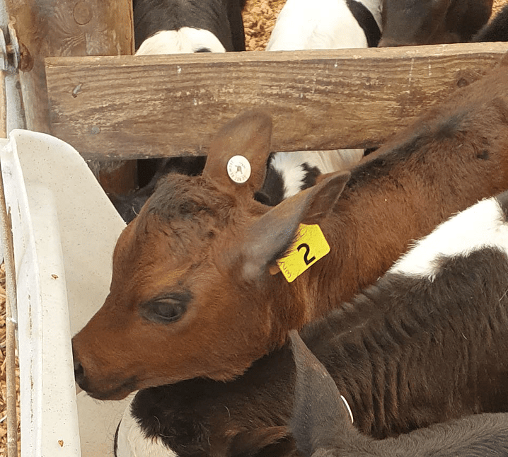 Nutrinza calf feed