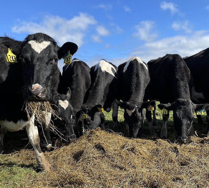 Silage inoculant