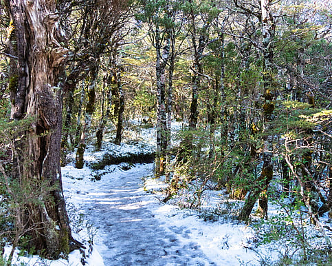 A winter short walk off the Ohakune Mountian Road