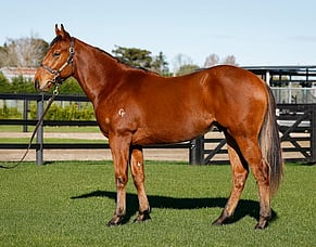 End of an era as Dr Gene Tsoi disperses prized bloodstock via Gavelhouse Plus