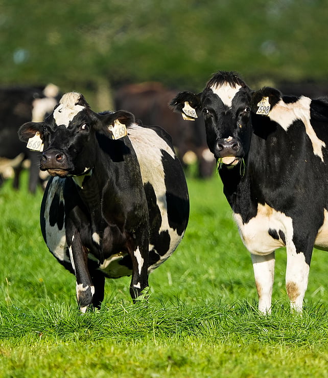 Dairy cows grazing in a green paddock on a Pye Group farm in Canterbury
