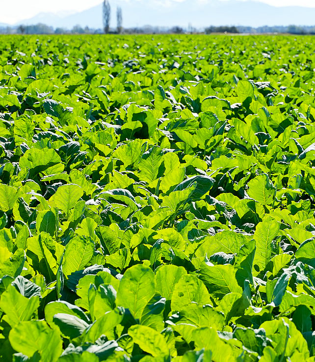 A fodder beet crop grown for winter feed on a Pye Group dairy support block in Canterbury