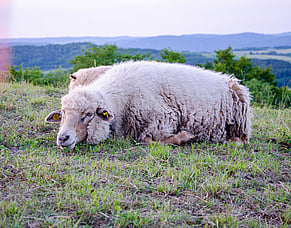 Spotting sleepy sickness