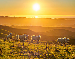 Pre-lamb drench use