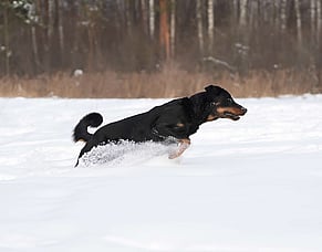 Working dogs in winter