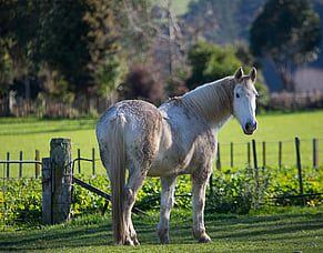 Product update: Horses, map capabilities, people management and more