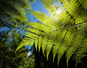 Discovering a endemic species at risk sparks action