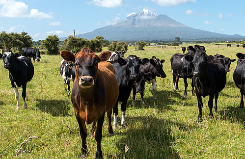Cattle grazing on farmland, representing the agricultural industry served by CheckSafe