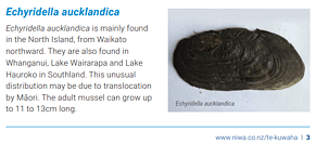 Discovering a endemic species at risk sparks action