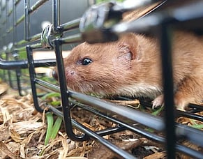 Why predator control matters