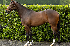 Proboy - Proisir x Mangaroa Flo Jo