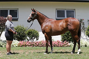 Circus Trix - Circus Maximus x Mangaroa Flo Jo