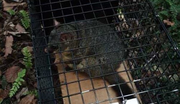 Save your apples, and your time - effective possum control using traditional traps