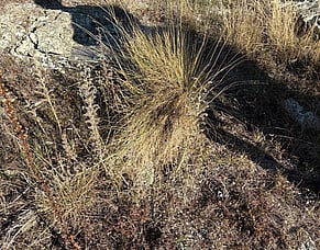 The Manuherekia Voice: Winter - Thomsons Catchment