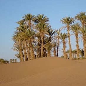 Palm trees rising behind a sand dune in southern Morocco
