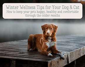 Winter Pet Care: 7 Simple Ways to Keep Your Dog or Cat Healthy This Winter