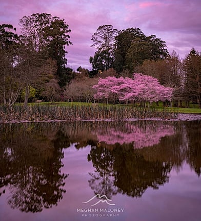 Blossom trees mirrored in calm lake water at dusk, Cambridge NZ
