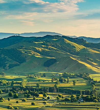 Rolling green countryside near Cambridge, New Zealand