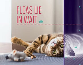 Avoid a Spring Flea Explosion