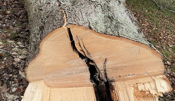 Tree Removals in Hamilton, Waikato