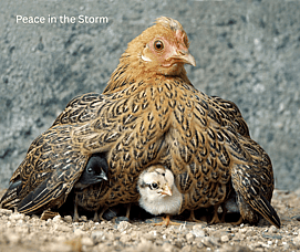Riding Out the Storm Under His Wings &ndash; Psalm 91 in a Cyclone Week