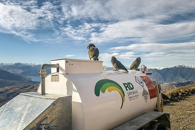 Three kea perched on top of an RD Petroleum diesel tanker at Treble Cone Ski Area, with mountains and a lake in the background