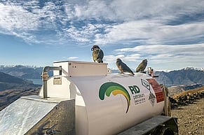 From the Driver's Seat: Cheeky Kea at Treble Cone