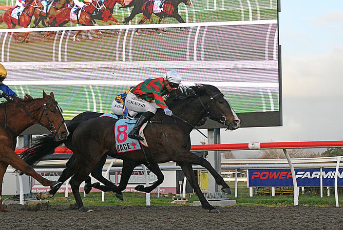 Chart The Stars will contest the Power Farming Manawatu Polytrack Championship (1400m) at Awapuni on Thursday. - Photo: Peter Rubery (Race Images)