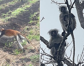 Jozani Forest, day trip from Paje