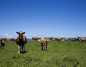 Bird Flu - how might it affect you?