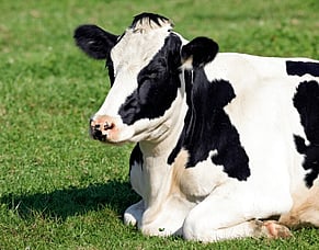 Nursing the Down Cow