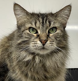 Karen - No other cats, please!