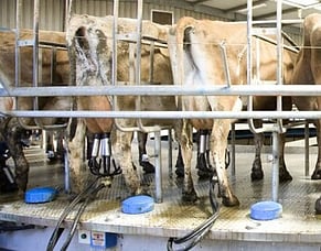 Udder Oedema/Swelling