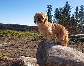 Pet Cremation vs. Home Burial in New Zealand