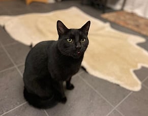 "He Was Just a Cat"