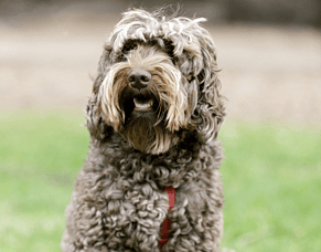 Why Standards Matter in Pet End-of-Life Care