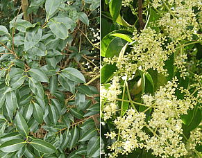 Spring Time Weed Species